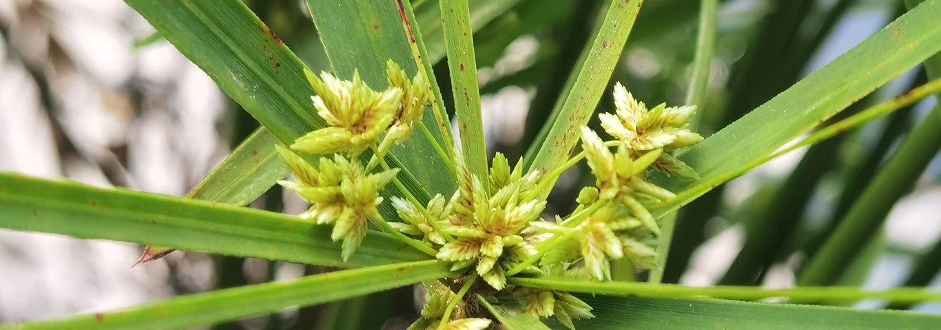 Cyperus alternifolius nana